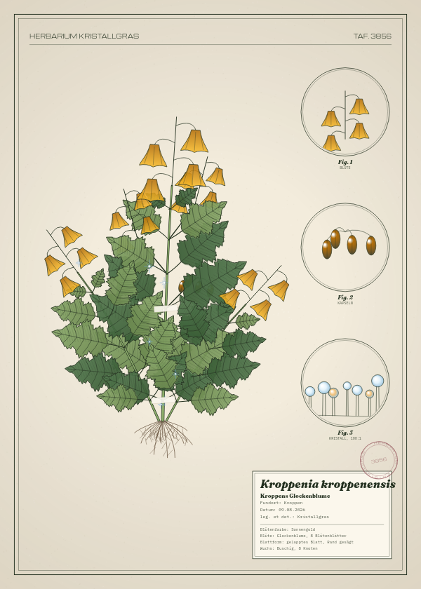 Botanische Tafel: Kroppenia kroppenensis, eine erfundene Pflanze aus Kroppen, gezeichnet wie in einem alten Pflanzenatlas