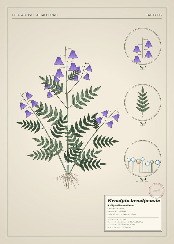 Botanische Tafel: Kroelpia kroelpensis, eine erfundene Pflanze aus Krölpa, gezeichnet wie in einem alten Pflanzenatlas