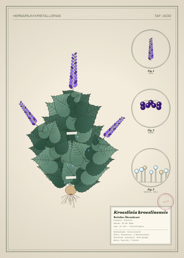 Botanische Tafel: Kroeslinia kroeslinensis, eine erfundene Pflanze aus Kröslin, gezeichnet wie in einem alten Pflanzenatlas