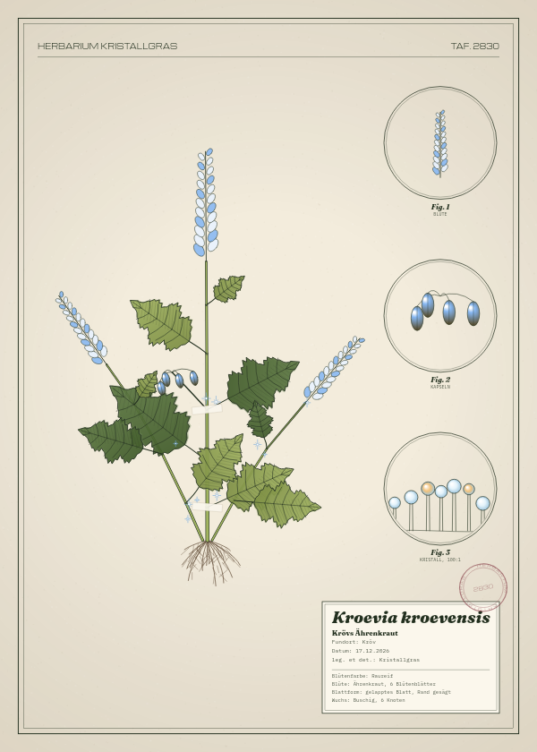Botanische Tafel: Kroevia kroevensis, eine erfundene Pflanze aus Kröv, gezeichnet wie in einem alten Pflanzenatlas