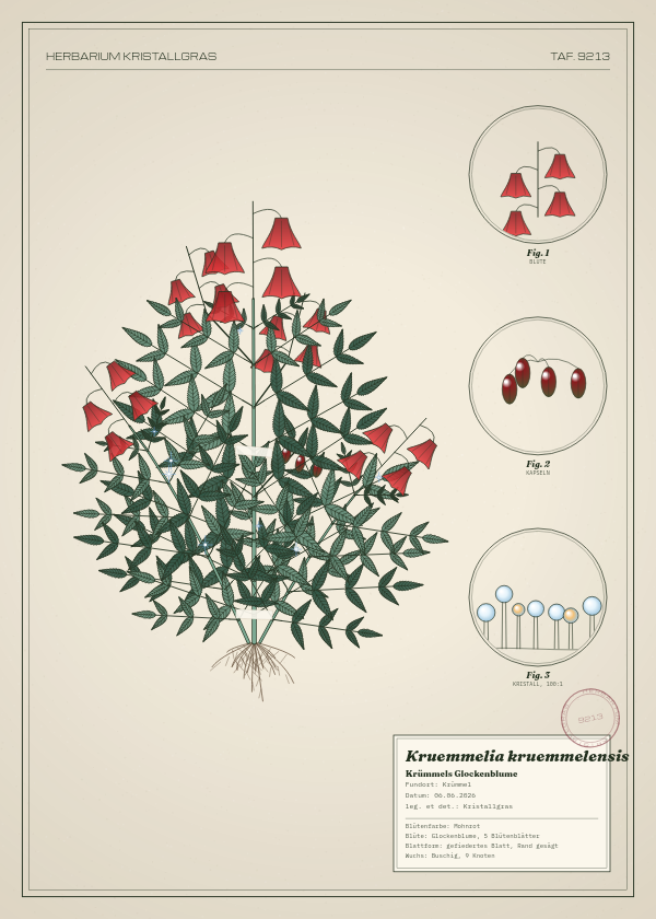 Botanische Tafel: Kruemmelia kruemmelensis, eine erfundene Pflanze aus Krümmel, gezeichnet wie in einem alten Pflanzenatlas