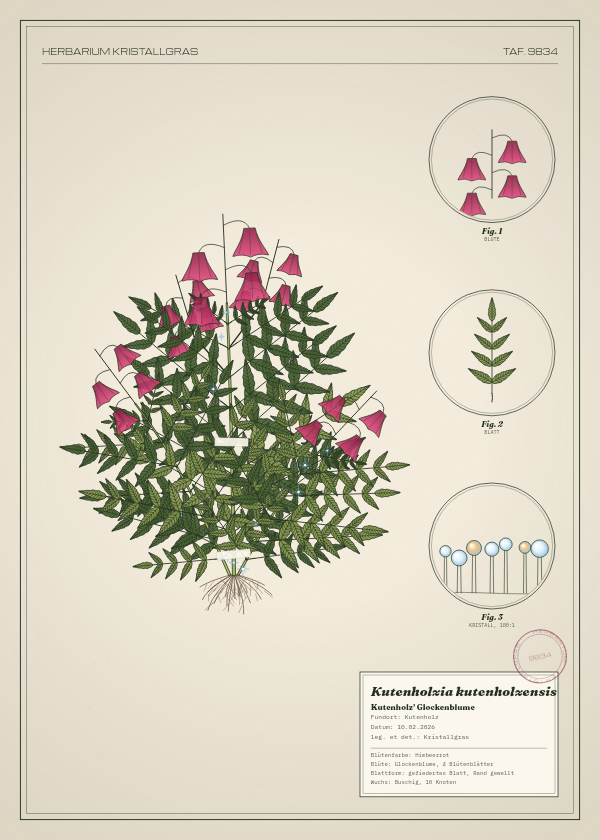 Botanische Tafel: Kutenholzia kutenholzensis, eine erfundene Pflanze aus Kutenholz, gezeichnet wie in einem alten Pflanzenatlas