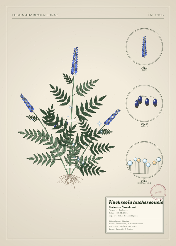 Botanische Tafel: Kucksseia kucksseensis, eine erfundene Pflanze aus Kuckssee, gezeichnet wie in einem alten Pflanzenatlas