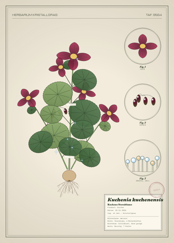 Botanische Tafel: Kuchenia kuchenensis, eine erfundene Pflanze aus Kuchen, gezeichnet wie in einem alten Pflanzenatlas