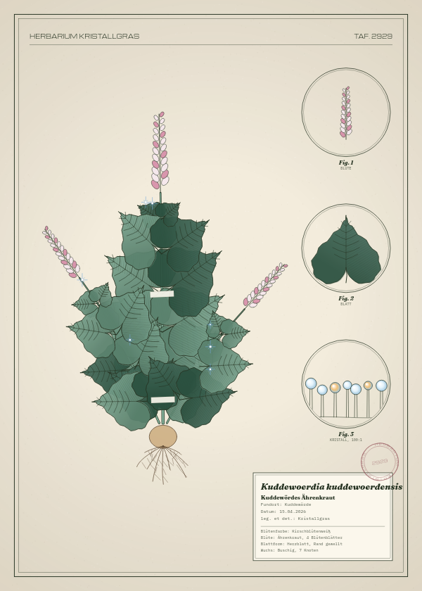 Botanische Tafel: Kuddewoerdia kuddewoerdensis, eine erfundene Pflanze aus Kuddewörde, gezeichnet wie in einem alten Pflanzenatlas