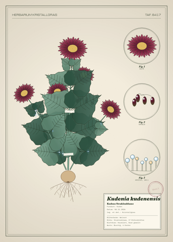 Botanische Tafel: Kudenia kudenensis, eine erfundene Pflanze aus Kuden, gezeichnet wie in einem alten Pflanzenatlas