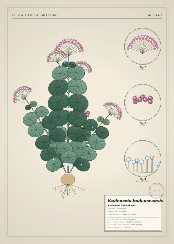 Botanische Tafel: Kudenseia kudenseensis, eine erfundene Pflanze aus Kudensee, gezeichnet wie in einem alten Pflanzenatlas