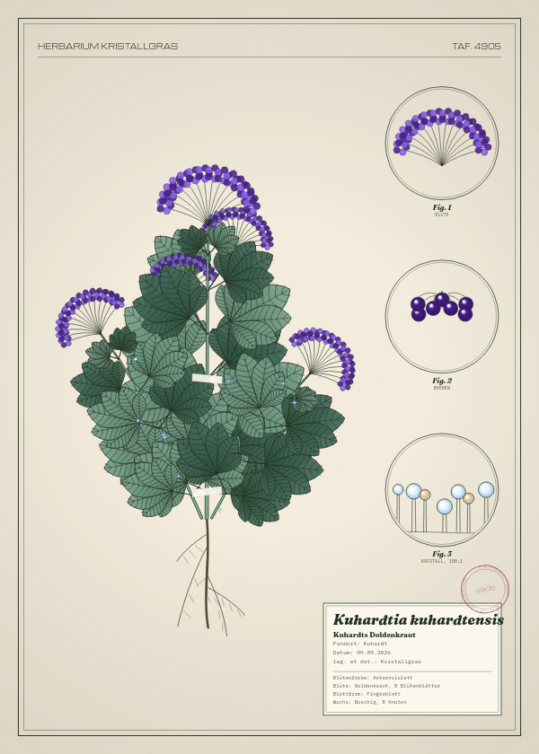 Botanische Tafel: Kuhardtia kuhardtensis, eine erfundene Pflanze aus Kuhardt, gezeichnet wie in einem alten Pflanzenatlas