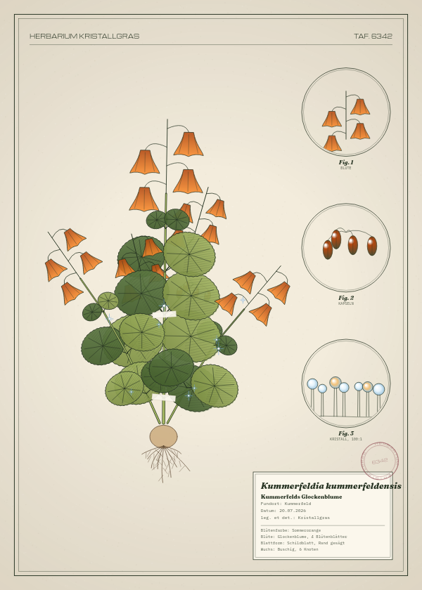 Botanische Tafel: Kummerfeldia kummerfeldensis, eine erfundene Pflanze aus Kummerfeld, gezeichnet wie in einem alten Pflanzenatlas