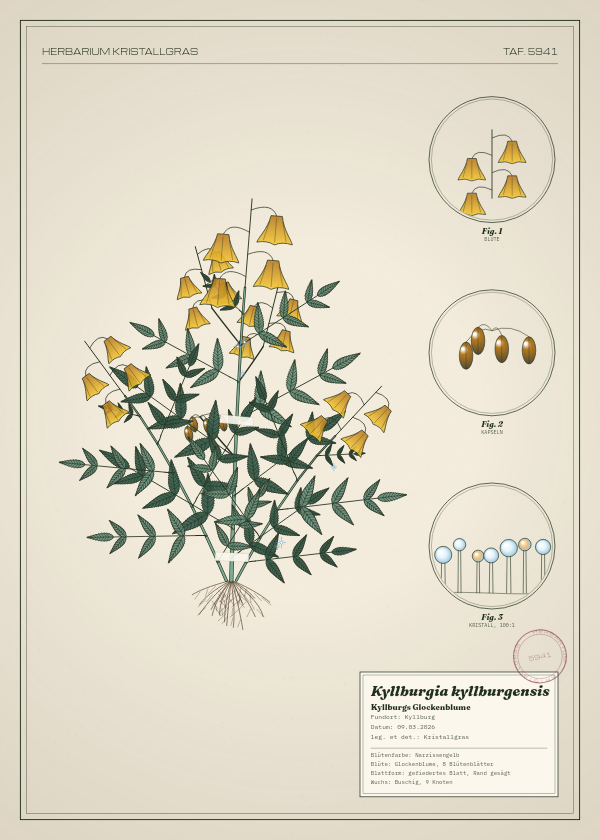 Botanische Tafel: Kyllburgia kyllburgensis, eine erfundene Pflanze aus Kyllburg, gezeichnet wie in einem alten Pflanzenatlas