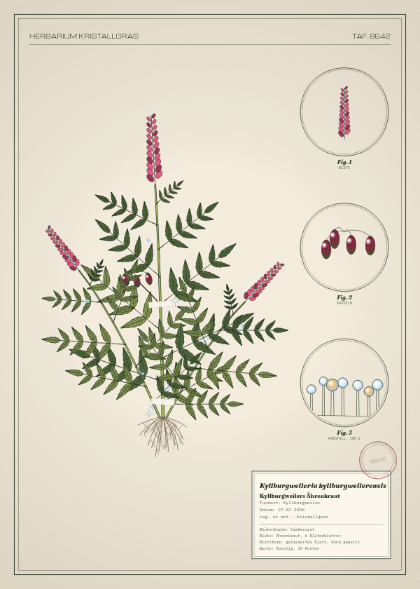 Botanische Tafel: Kyllburgweileria kyllburgweilerensis, eine erfundene Pflanze aus Kyllburgweiler, gezeichnet wie in einem alten Pflanzenatlas