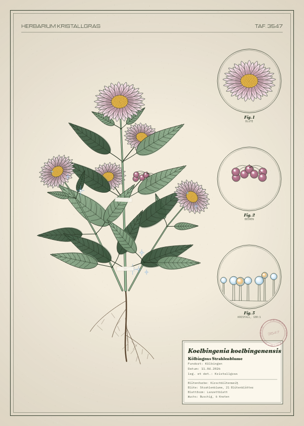 Botanische Tafel: Koelbingenia koelbingenensis, eine erfundene Pflanze aus Kölbingen, gezeichnet wie in einem alten Pflanzenatlas