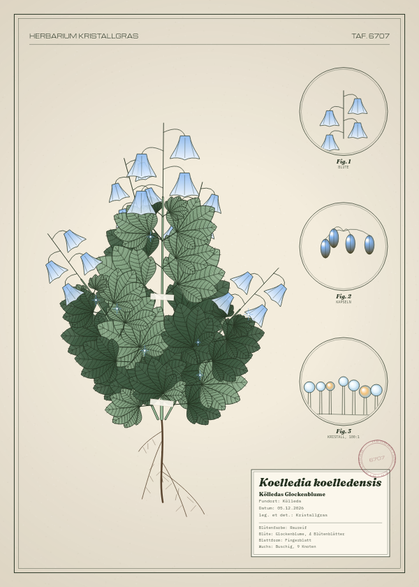 Botanische Tafel: Koelledia koelledensis, eine erfundene Pflanze aus Kölleda, gezeichnet wie in einem alten Pflanzenatlas