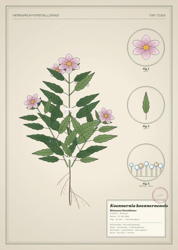 Botanische Tafel: Koennernia koennernensis, eine erfundene Pflanze aus Könnern, gezeichnet wie in einem alten Pflanzenatlas