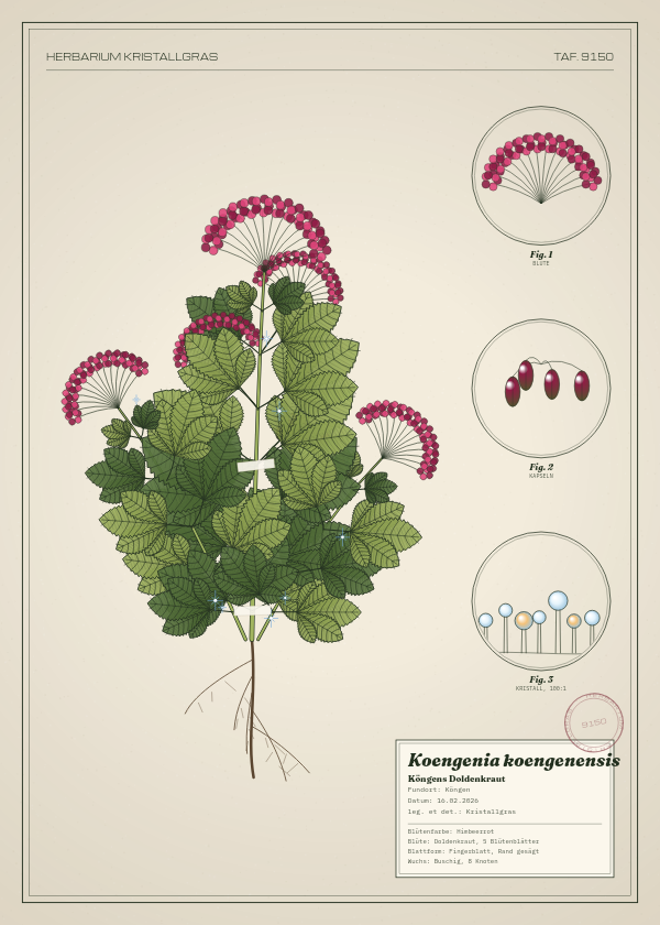 Botanische Tafel: Koengenia koengenensis, eine erfundene Pflanze aus Köngen, gezeichnet wie in einem alten Pflanzenatlas