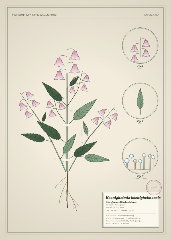 Botanische Tafel: Koenigheimia koenigheimensis, eine erfundene Pflanze aus Königheim, gezeichnet wie in einem alten Pflanzenatlas