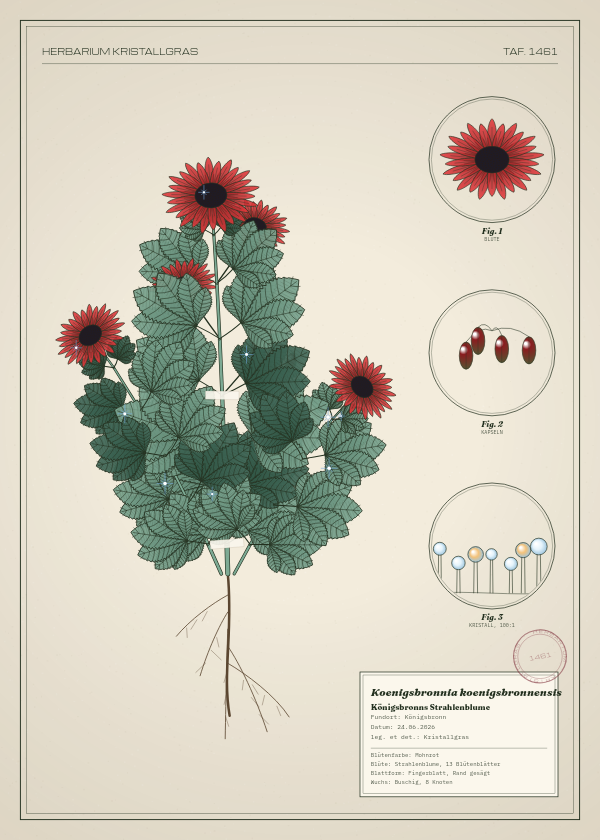 Botanische Tafel: Koenigsbronnia koenigsbronnensis, eine erfundene Pflanze aus Königsbronn, gezeichnet wie in einem alten Pflanzenatlas