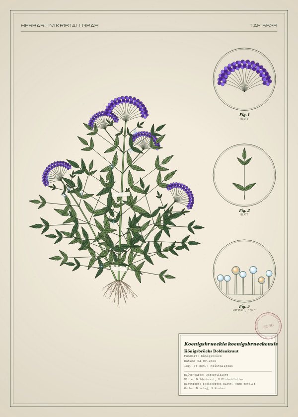 Botanische Tafel: Koenigsbrueckia koenigsbrueckensis, eine erfundene Pflanze aus Königsbrück, gezeichnet wie in einem alten Pflanzenatlas