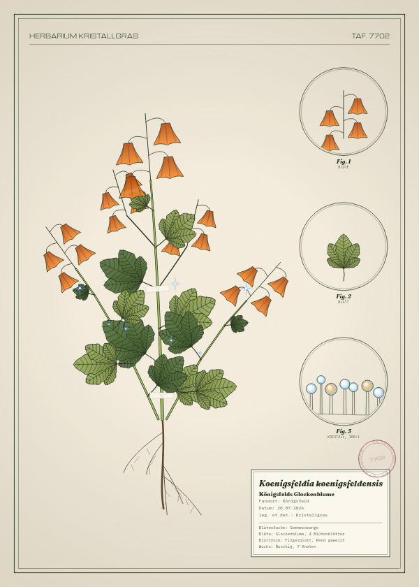 Botanische Tafel: Koenigsfeldia koenigsfeldensis, eine erfundene Pflanze aus Königsfeld, gezeichnet wie in einem alten Pflanzenatlas