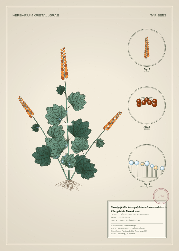 Botanische Tafel: Koenigsfeldia koenigsfeldimschwarzwaldensis, eine erfundene Pflanze aus Königsfeld im Schwarzwald, gezeichnet wie in einem alten Pflanzenatlas