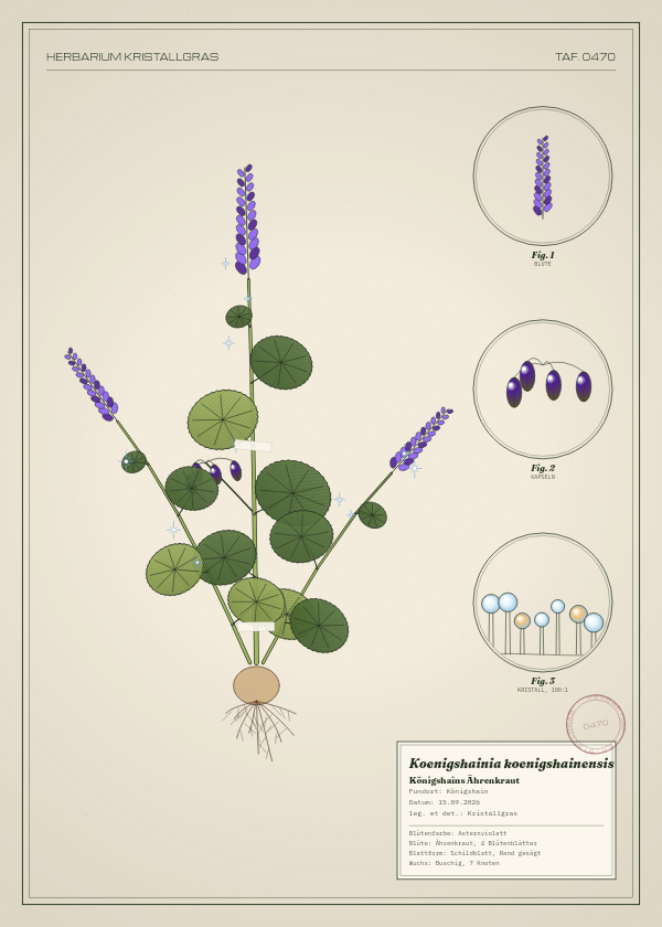 Botanische Tafel: Koenigshainia koenigshainensis, eine erfundene Pflanze aus Königshain, gezeichnet wie in einem alten Pflanzenatlas