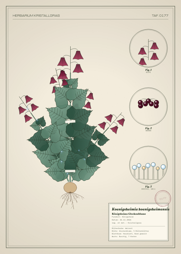 Botanische Tafel: Koenigsheimia koenigsheimensis, eine erfundene Pflanze aus Königsheim, gezeichnet wie in einem alten Pflanzenatlas
