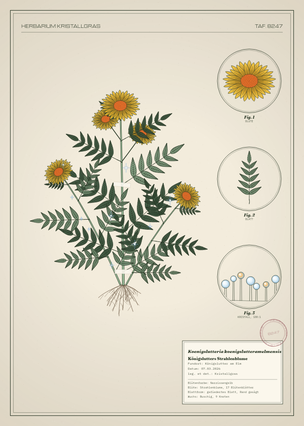 Botanische Tafel: Koenigslutteria koenigslutteramelmensis, eine erfundene Pflanze aus Königslutter am Elm, gezeichnet wie in einem alten Pflanzenatlas