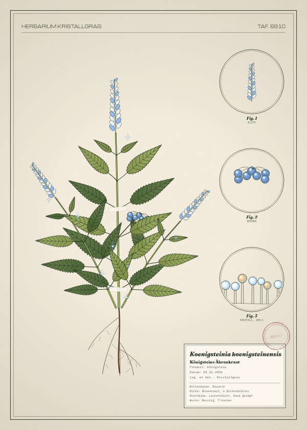 Botanische Tafel: Koenigsteinia koenigsteinensis, eine erfundene Pflanze aus Königstein, gezeichnet wie in einem alten Pflanzenatlas