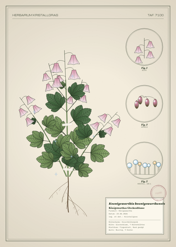 Botanische Tafel: Koenigswarthia koenigswarthensis, eine erfundene Pflanze aus Königswartha, gezeichnet wie in einem alten Pflanzenatlas