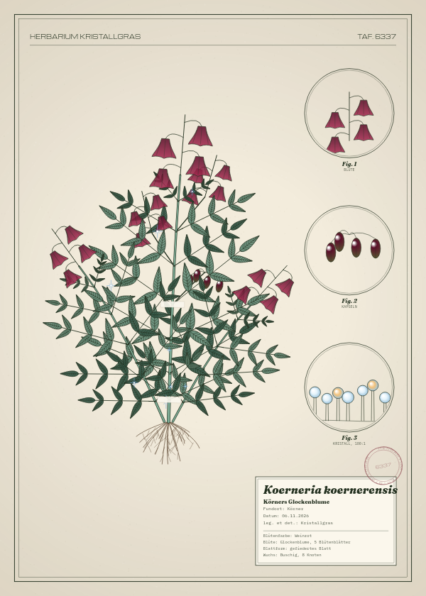 Botanische Tafel: Koerneria koernerensis, eine erfundene Pflanze aus Körner, gezeichnet wie in einem alten Pflanzenatlas