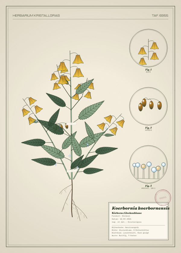 Botanische Tafel: Koerbornia koerbornensis, eine erfundene Pflanze aus Körborn, gezeichnet wie in einem alten Pflanzenatlas