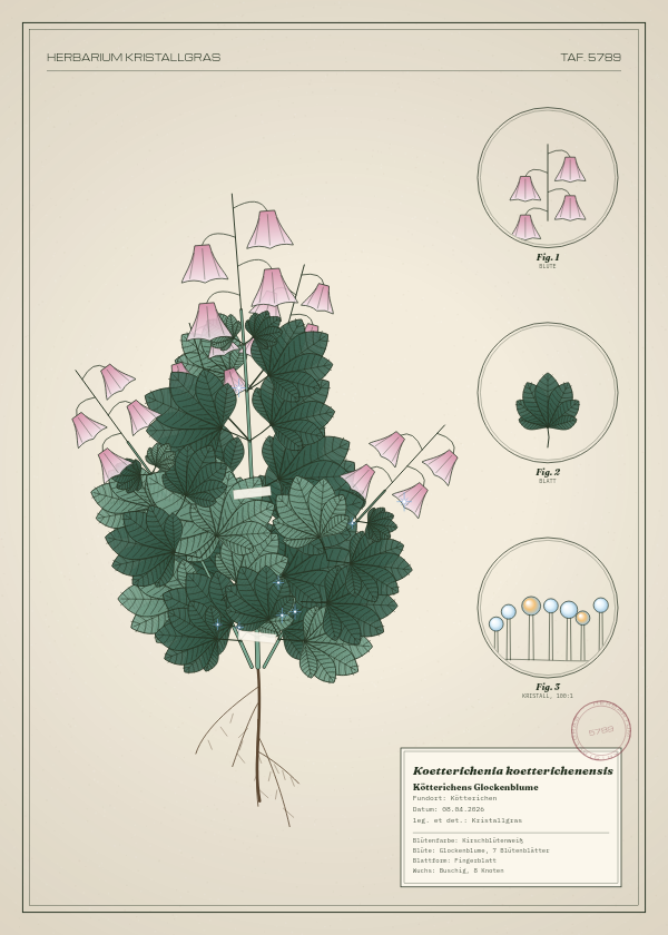 Botanische Tafel: Koetterichenia koetterichenensis, eine erfundene Pflanze aus Kötterichen, gezeichnet wie in einem alten Pflanzenatlas