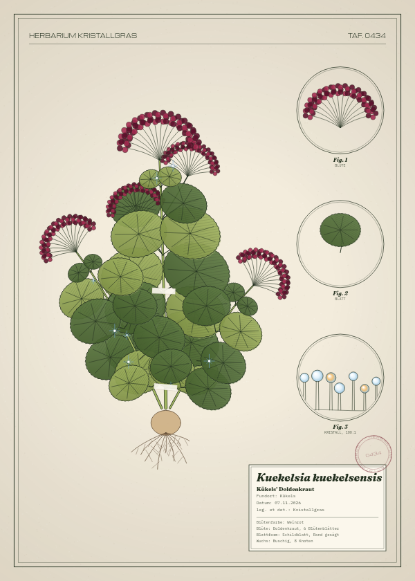 Botanische Tafel: Kuekelsia kuekelsensis, eine erfundene Pflanze aus Kükels, gezeichnet wie in einem alten Pflanzenatlas