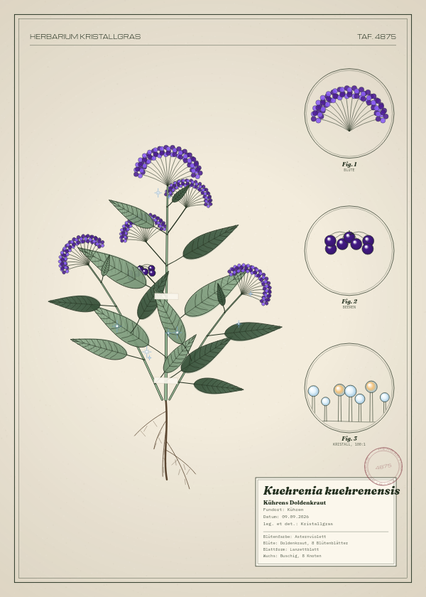 Botanische Tafel: Kuehrenia kuehrenensis, eine erfundene Pflanze aus Kühren, gezeichnet wie in einem alten Pflanzenatlas