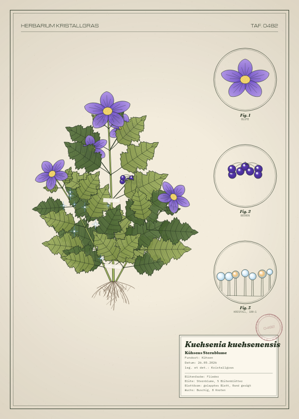 Botanische Tafel: Kuehsenia kuehsenensis, eine erfundene Pflanze aus Kühsen, gezeichnet wie in einem alten Pflanzenatlas