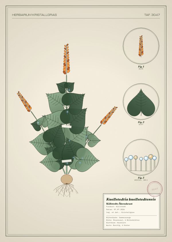 Botanische Tafel: Kuellstedtia kuellstedtensis, eine erfundene Pflanze aus Küllstedt, gezeichnet wie in einem alten Pflanzenatlas