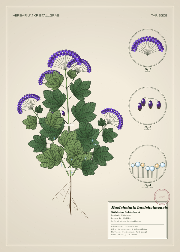 Botanische Tafel: Kuelsheimia kuelsheimensis, eine erfundene Pflanze aus Külsheim, gezeichnet wie in einem alten Pflanzenatlas