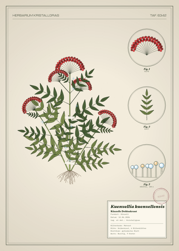 Botanische Tafel: Kuenzellia kuenzellensis, eine erfundene Pflanze aus Künzell, gezeichnet wie in einem alten Pflanzenatlas