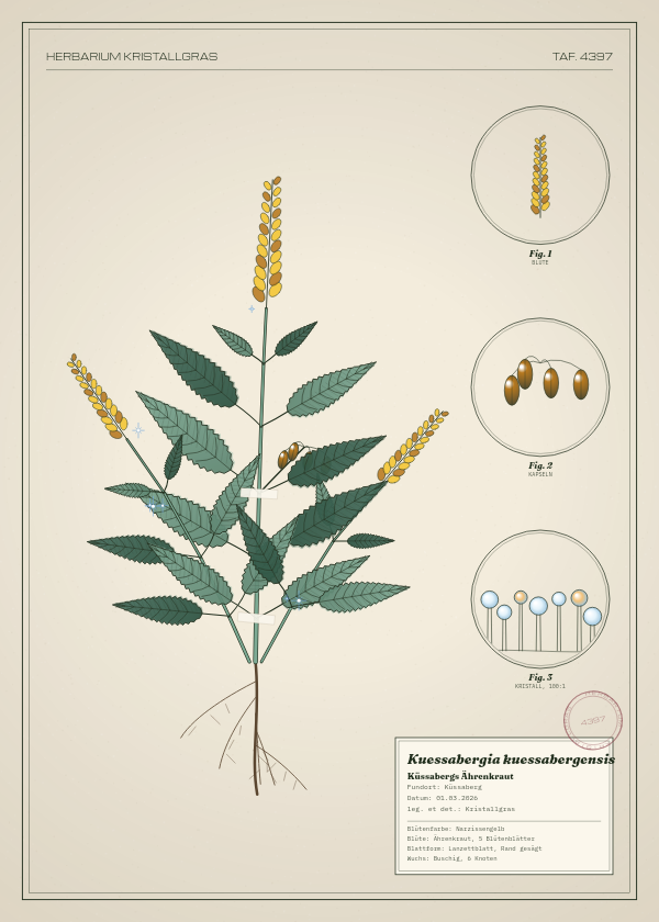 Botanische Tafel: Kuessabergia kuessabergensis, eine erfundene Pflanze aus Küssaberg, gezeichnet wie in einem alten Pflanzenatlas