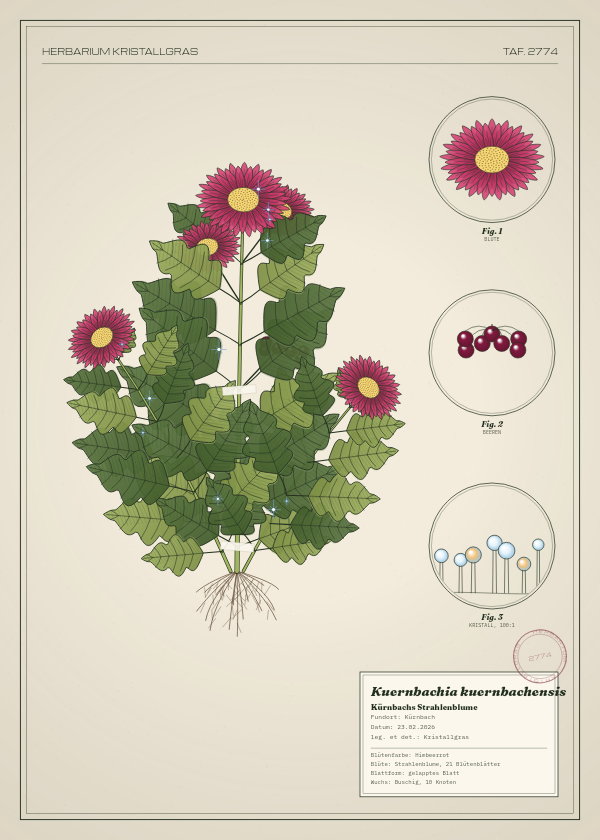 Botanische Tafel: Kuernbachia kuernbachensis, eine erfundene Pflanze aus Kürnbach, gezeichnet wie in einem alten Pflanzenatlas