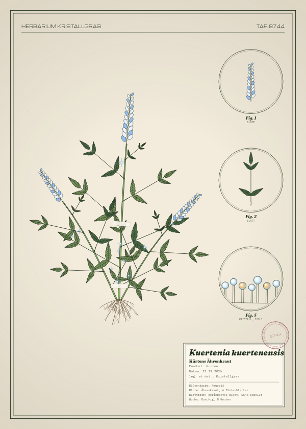 Botanische Tafel: Kuertenia kuertenensis, eine erfundene Pflanze aus Kürten, gezeichnet wie in einem alten Pflanzenatlas