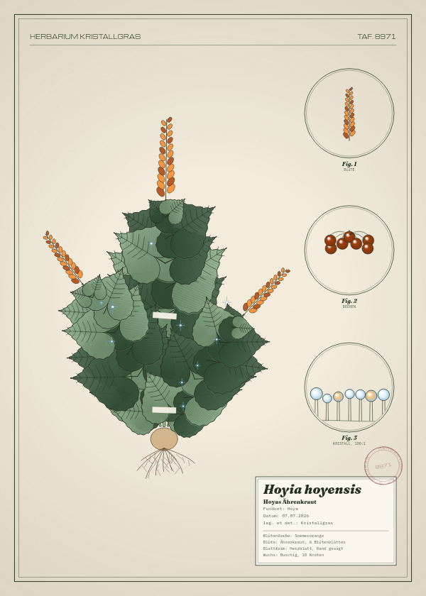 Botanische Tafel: Hoyia hoyensis, eine erfundene Pflanze aus Hoya, gezeichnet wie in einem alten Pflanzenatlas