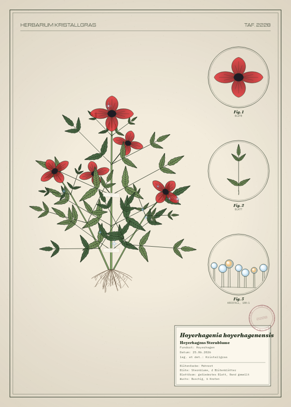 Botanische Tafel: Hoyerhagenia hoyerhagenensis, eine erfundene Pflanze aus Hoyerhagen, gezeichnet wie in einem alten Pflanzenatlas