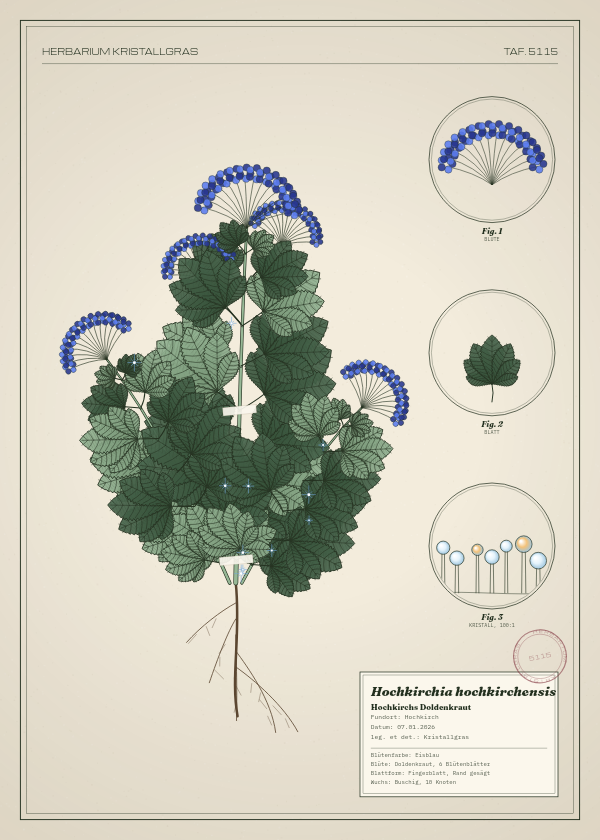 Botanische Tafel: Hochkirchia hochkirchensis, eine erfundene Pflanze aus Hochkirch, gezeichnet wie in einem alten Pflanzenatlas