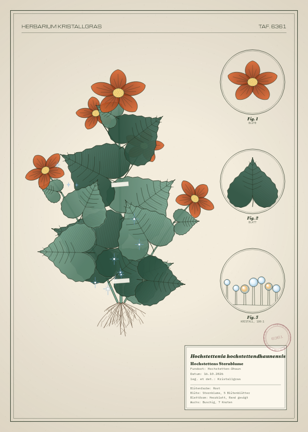 Botanische Tafel: Hochstettenia hochstettendhaunensis, eine erfundene Pflanze aus Hochstetten-Dhaun, gezeichnet wie in einem alten Pflanzenatlas