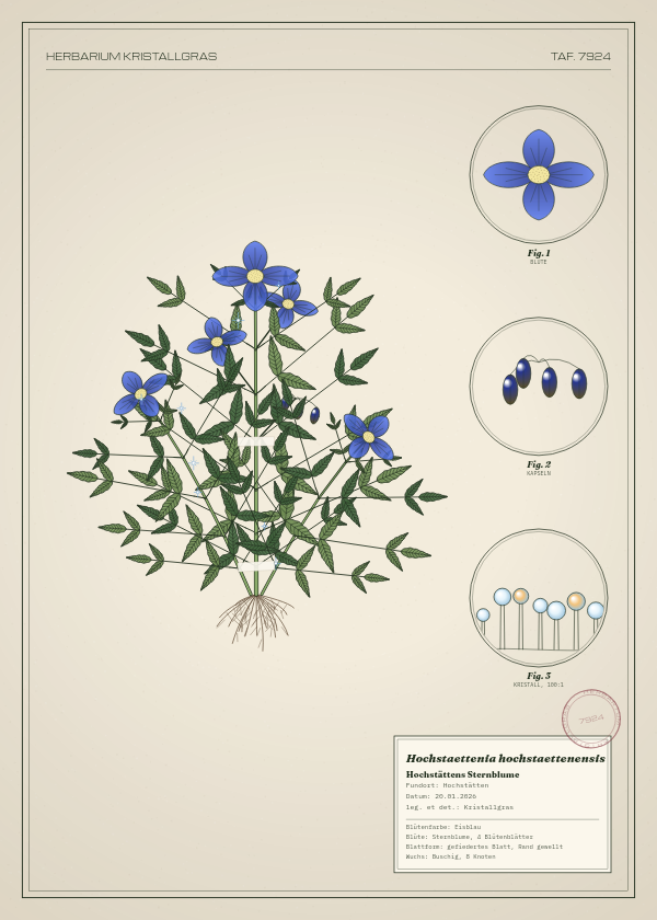 Botanische Tafel: Hochstaettenia hochstaettenensis, eine erfundene Pflanze aus Hochstätten, gezeichnet wie in einem alten Pflanzenatlas
