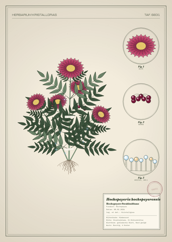 Botanische Tafel: Hochspeyeria hochspeyerensis, eine erfundene Pflanze aus Hochspeyer, gezeichnet wie in einem alten Pflanzenatlas