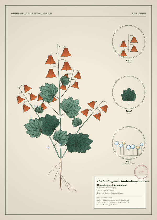 Botanische Tafel: Hodenhagenia hodenhagenensis, eine erfundene Pflanze aus Hodenhagen, gezeichnet wie in einem alten Pflanzenatlas