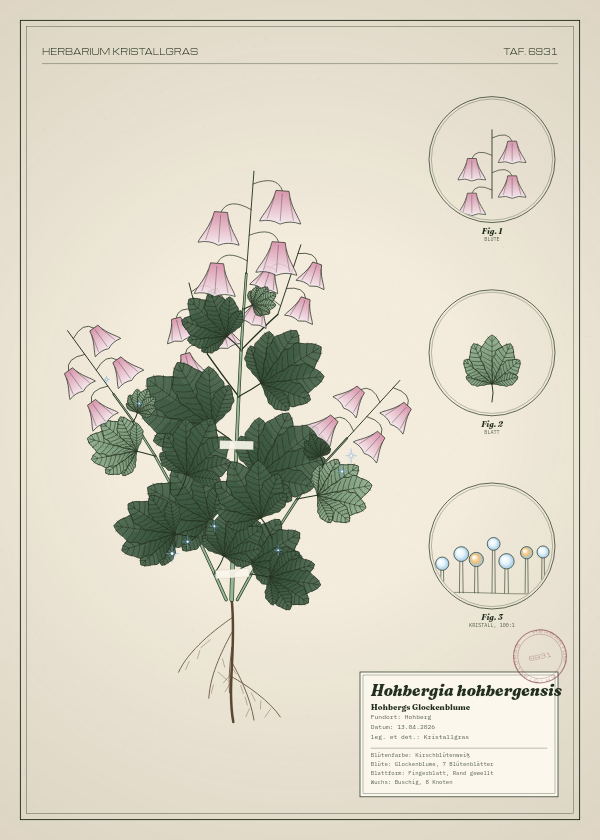 Botanische Tafel: Hohbergia hohbergensis, eine erfundene Pflanze aus Hohberg, gezeichnet wie in einem alten Pflanzenatlas