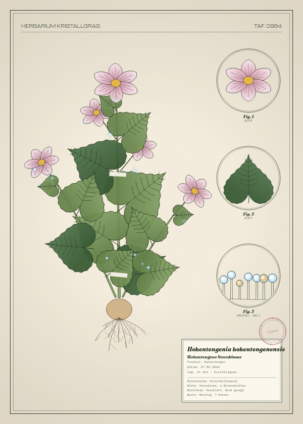 Botanische Tafel: Hohentengenia hohentengenensis, eine erfundene Pflanze aus Hohentengen, gezeichnet wie in einem alten Pflanzenatlas